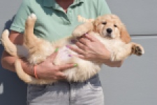 Retriever Golden (teef) 30862