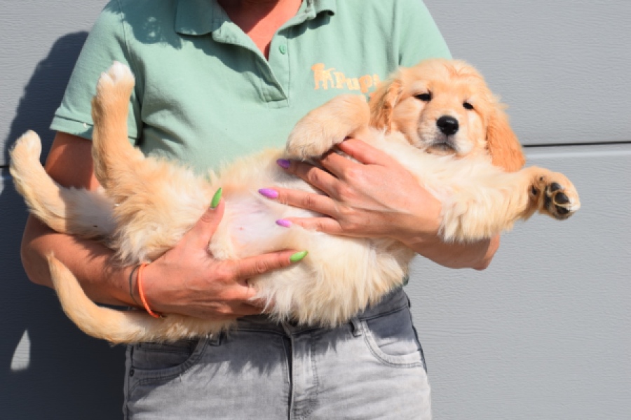 Retriever Golden (teef) 30862