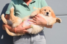 Retriever Golden (teef) 30862