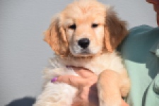 Retriever Golden (teef) 30862