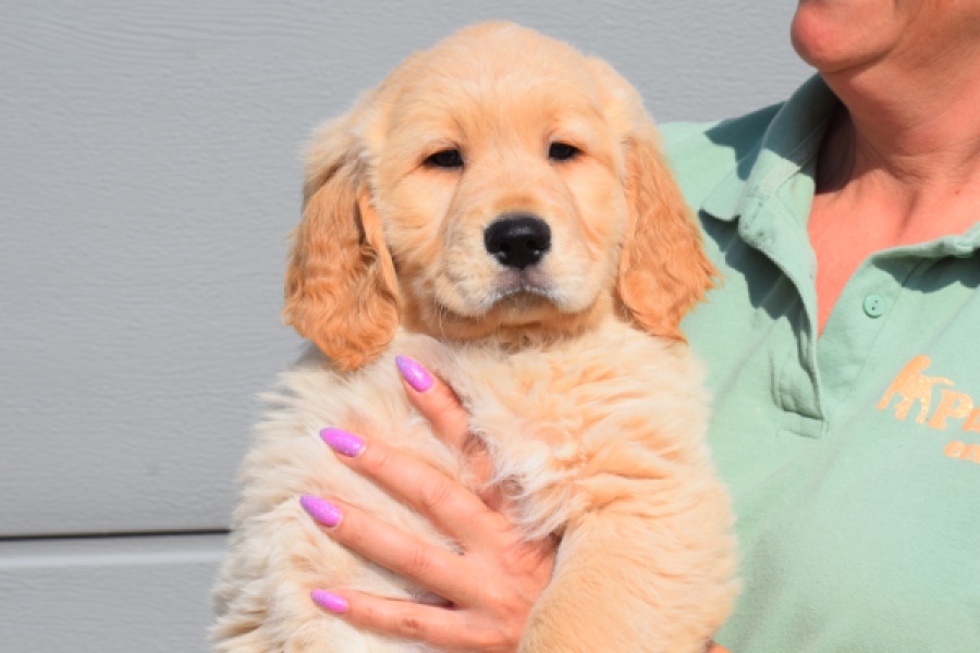 Retriever Golden (reu) 30787