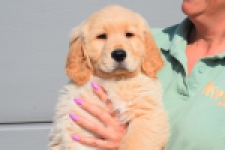 Retriever Golden (reu) 30787