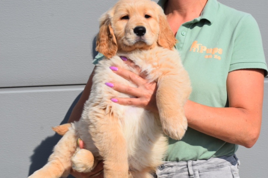 Retriever Golden (reu) 30787