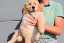 Retriever Golden (reu) 30787