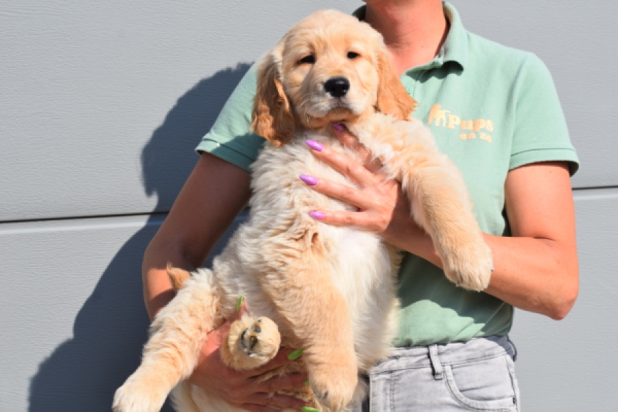 Retriever Golden (reu) 30787