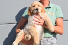 Retriever Golden (reu) 30787