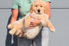 Retriever Golden (reu) 30787