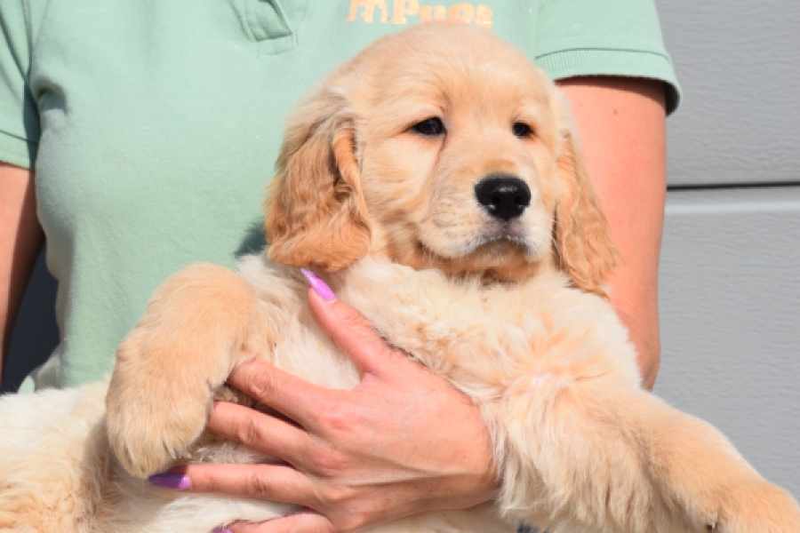 Retriever Golden (reu) 30787