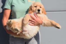 Retriever Golden (reu) 30787