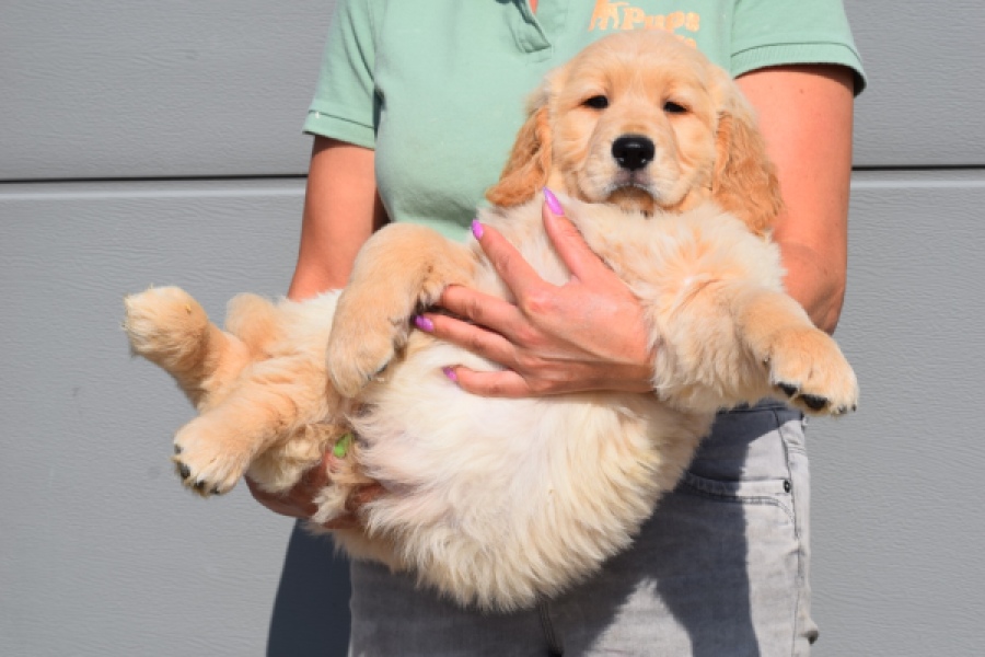 Retriever Golden (reu) 30787