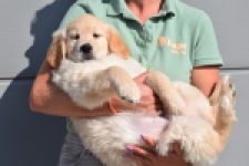 Retriever Golden (teef) 30864