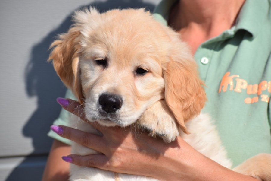 Retriever Golden (teef) 30864