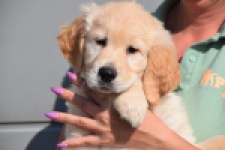 Retriever Golden (teef) 30864
