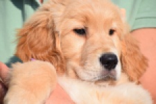 Retriever Golden (teef) 30795