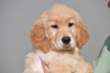 Retriever Golden (teef) 30795