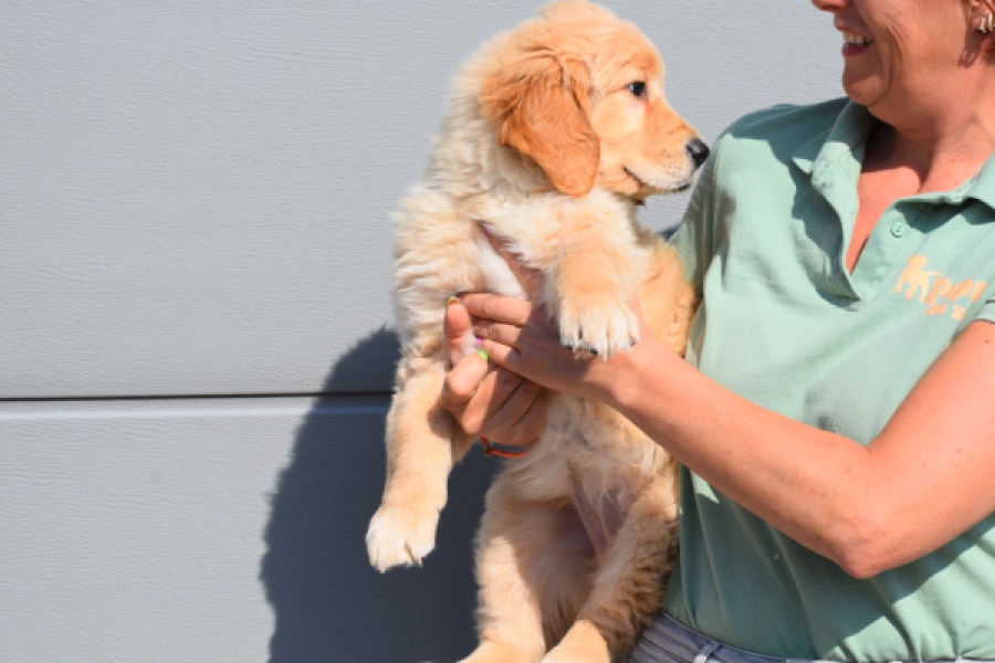 Retriever Golden (teef) 30795