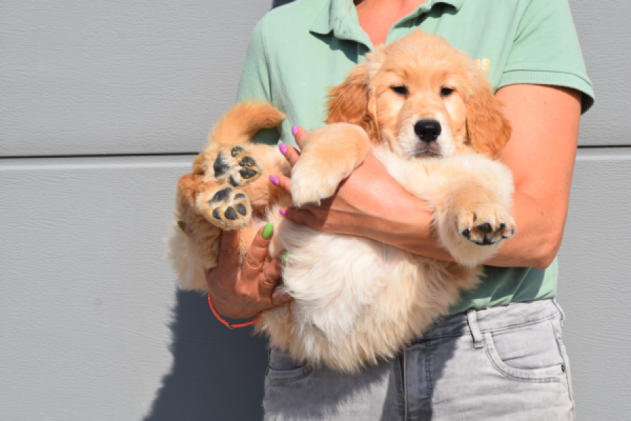 Retriever Golden (teef) 30795