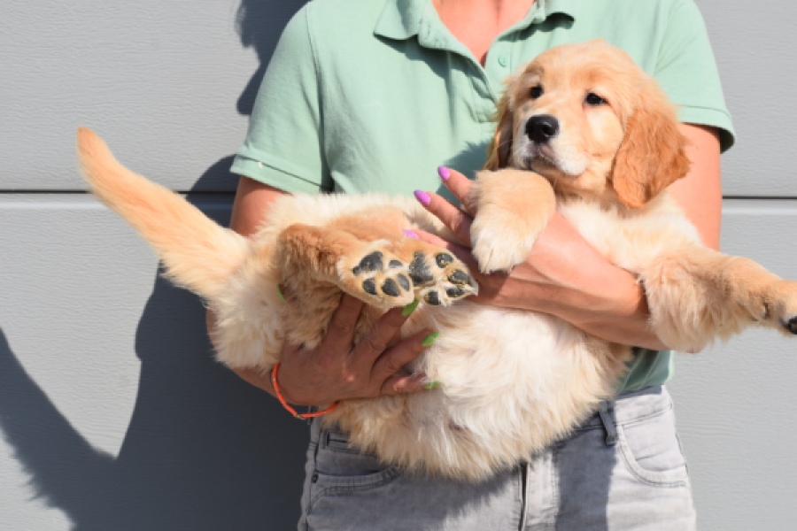 Retriever Golden (teef) 30795