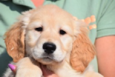 Retriever Golden (reu) 30794