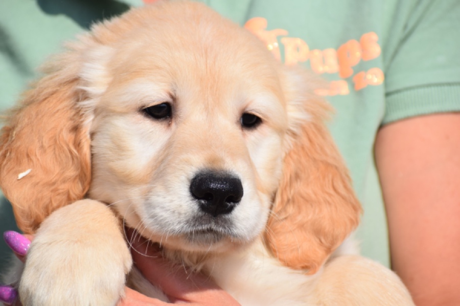 Retriever Golden (reu) 30794