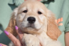 Retriever Golden (reu) 30794