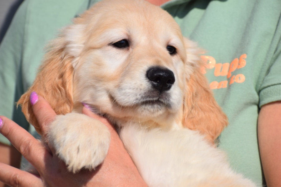 Retriever Golden (reu) 30794