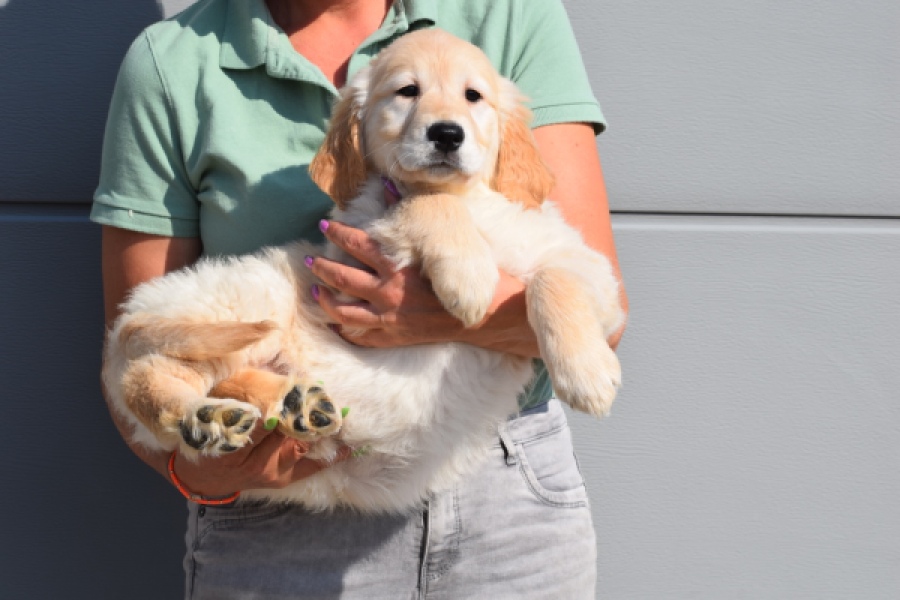 Retriever Golden (reu) 30794