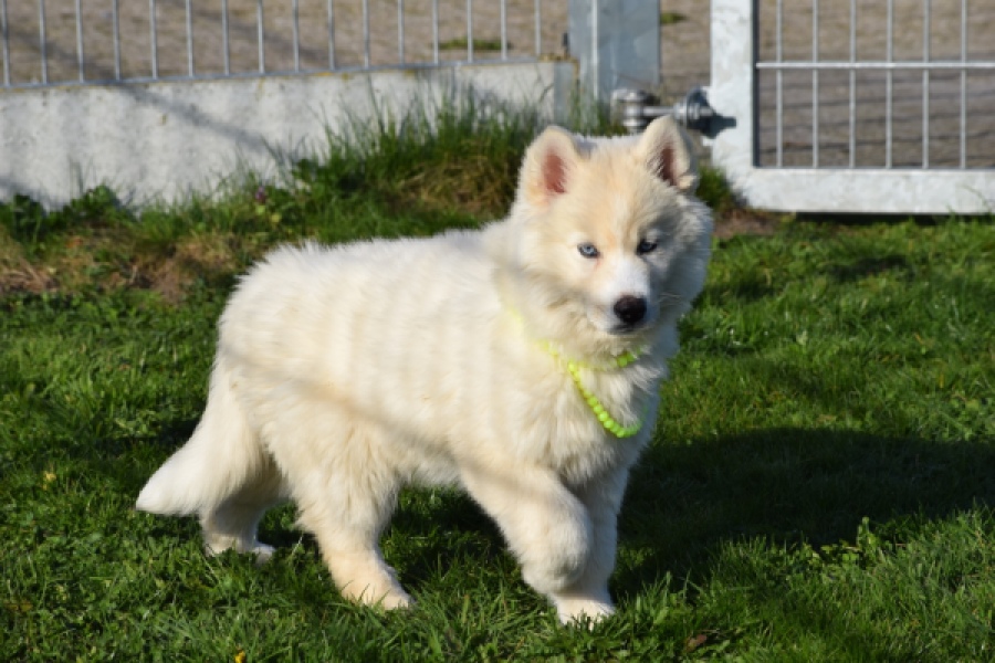 Husky sybérien (teef) 30775