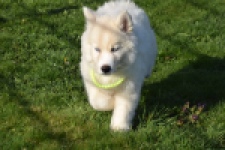 Husky sybérien (teef) 30775