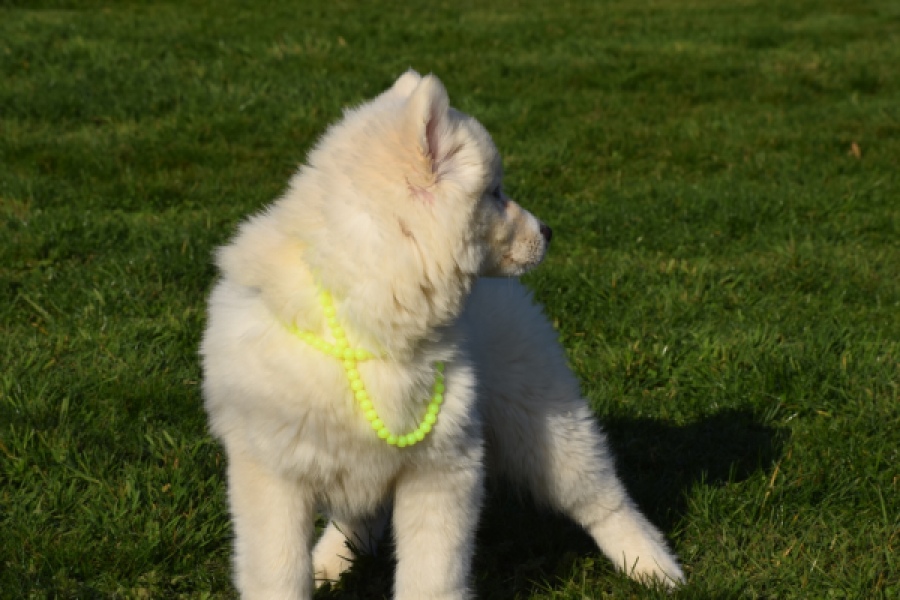 Husky sybérien (teef) 30775