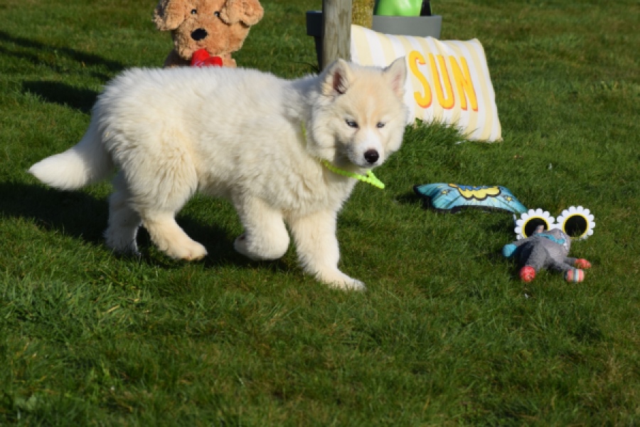 Husky sybérien (teef) 30775