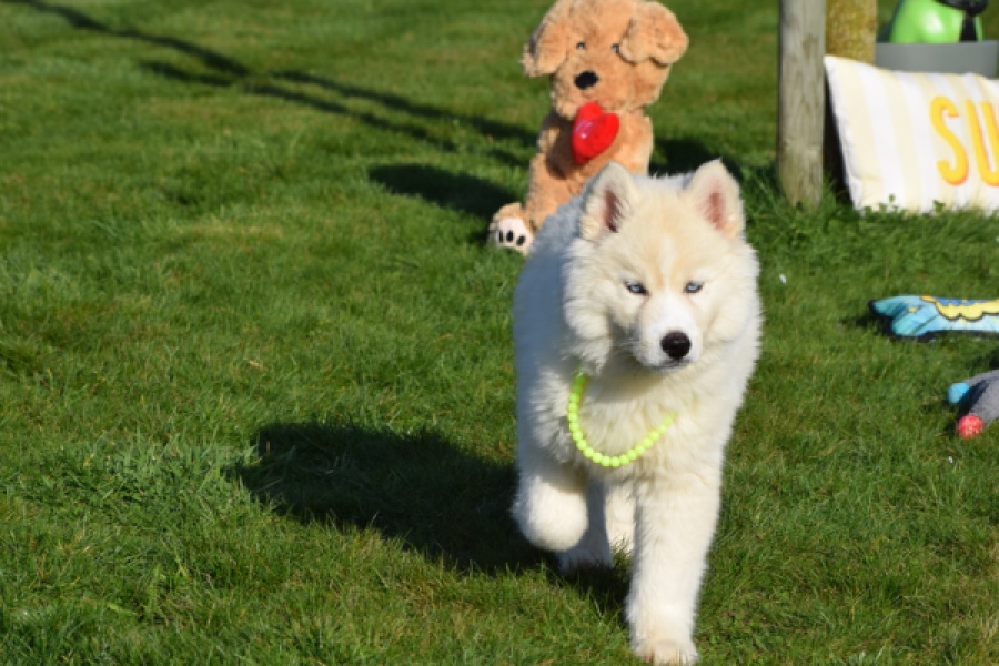 Husky sybérien (teef) 30775