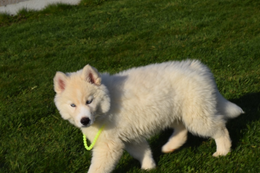 Husky sybérien (teef) 30775