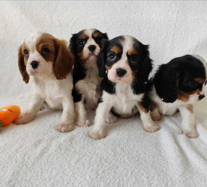 Cavalier King Charles tri-color