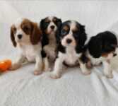 Cavalier King Charles tri-color