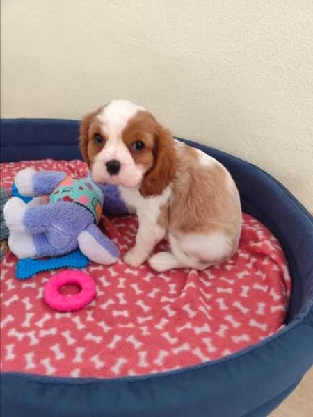 Cavalier King Charles tri-color