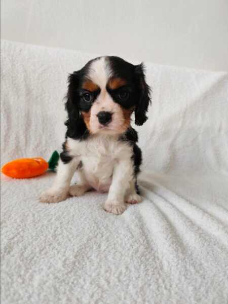 Cavalier King Charles tri-color