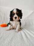 Cavalier King Charles tri-color
