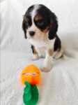 Cavalier King Charles tri-color