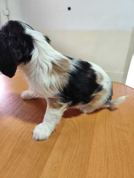 Cavalier King Charles tri-color