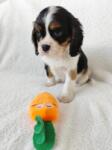 Cavalier King Charles tri-color