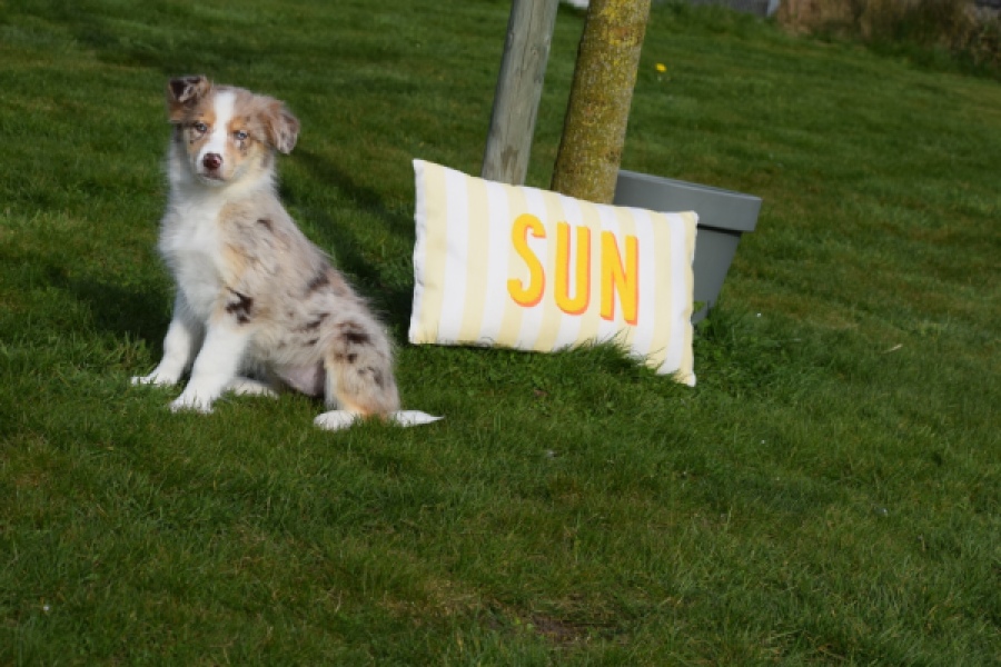 Berger australien (teef) 66586