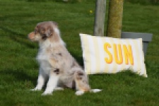 Berger australien (teef) 66586