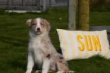 Berger australien (teef) 66586