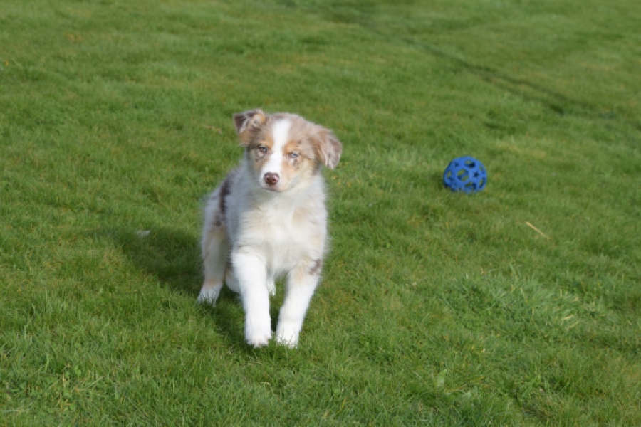 Berger australien (teef) 66586