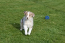 Berger australien (teef) 66586