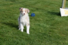 Berger australien (teef) 66586