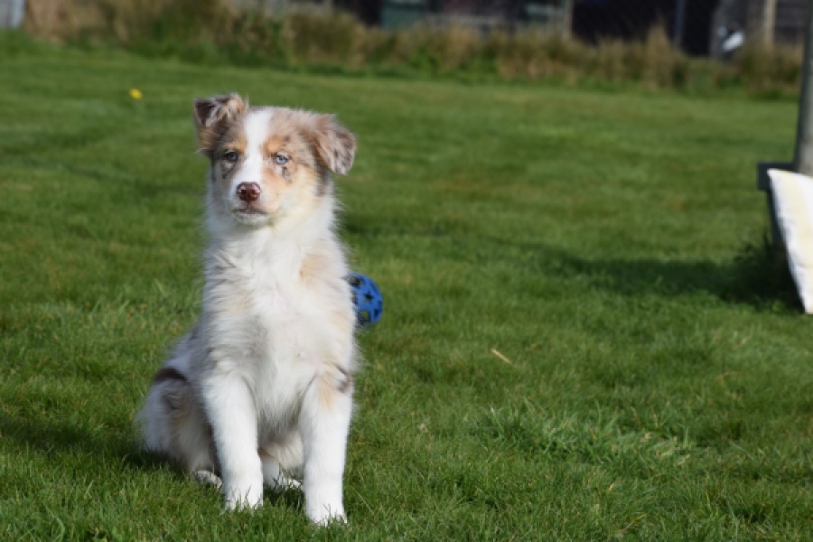 Berger australien (teef) 66586