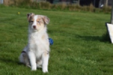 Berger australien (teef) 66586