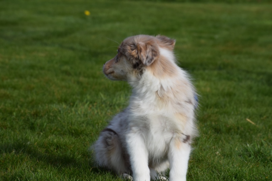 Berger australien (teef) 66586